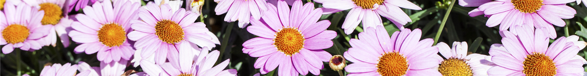 Argyranthemum frutescens, rosa