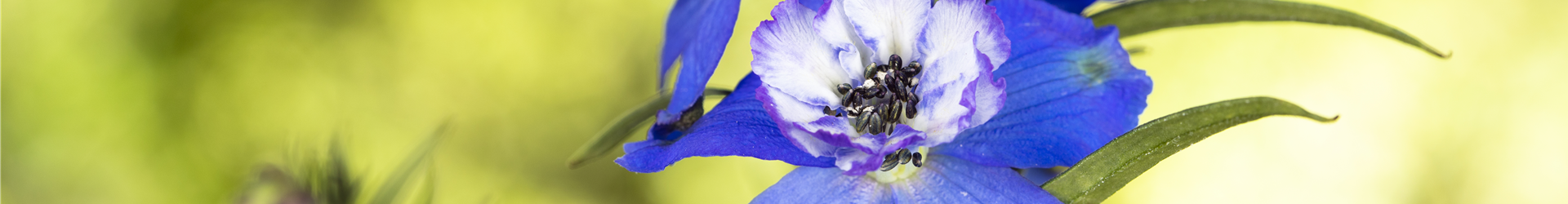 Delphinium, blau Delphinium, blau