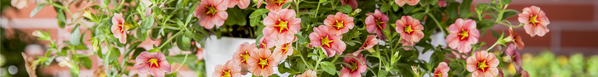 Calibrachoa Calibrachoa