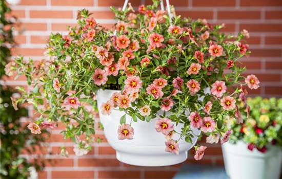 Hanging Baskets, die Alternative zum Beet Hanging Baskets, die Alternative zum Beet