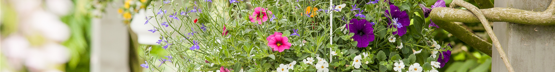 Blumenampel Blumenampel