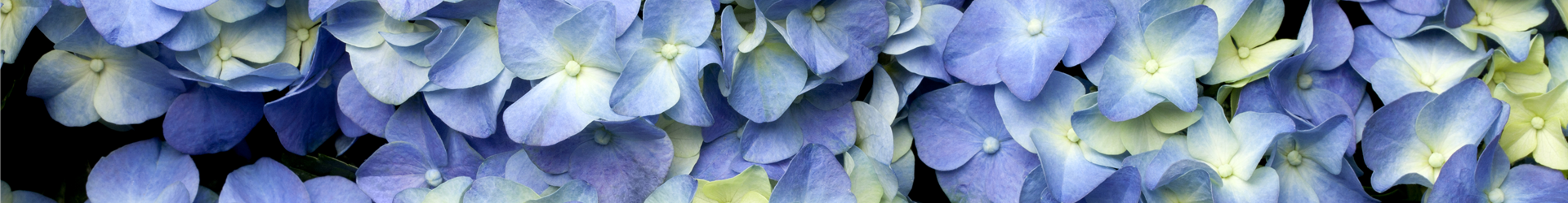 Hydrangea macrophylla
