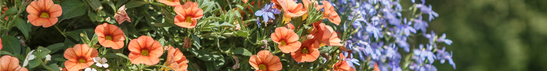 Sommerblumen Sommerblumen