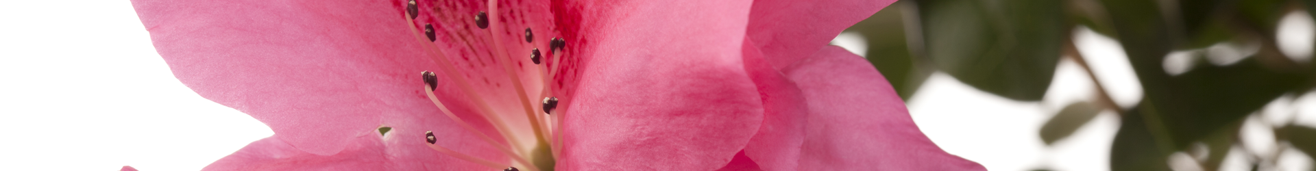 Rhododendron simsii, rosa