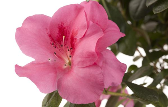 Die Zimmerazalee - Schönheit aus Fernost  Die Zimmerazalee - Schönheit aus Fernost