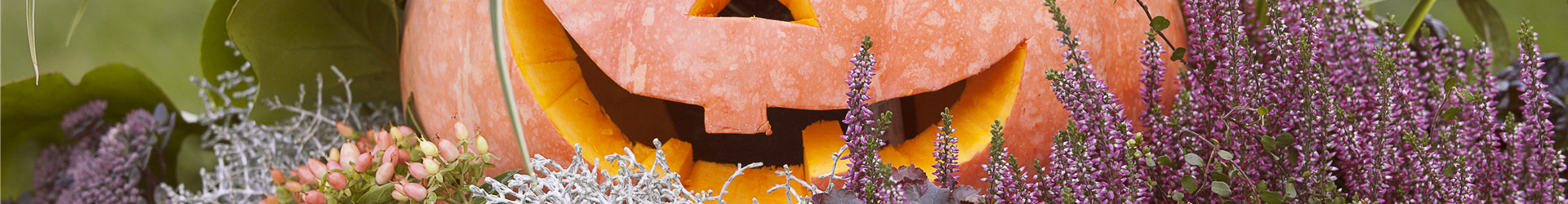 Cucurbita maxima Cucurbita maxima