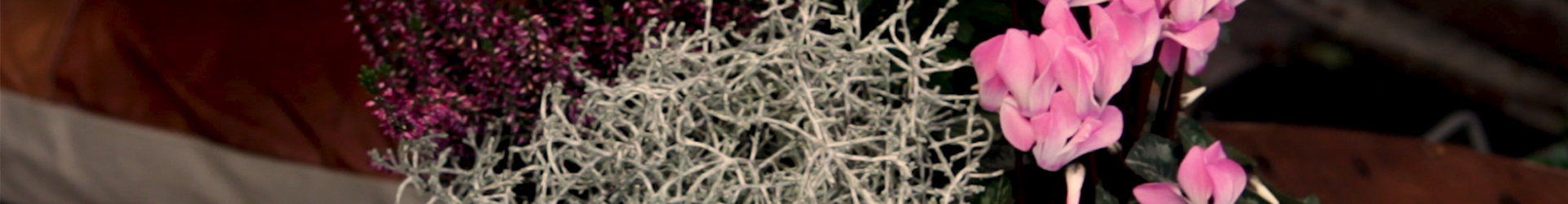 Blumenkübel - Herbstlich - Alle Pflanzen Blumenkübel - Herbstlich - Alle Pflanzen