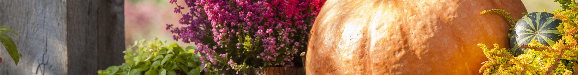 Lysimachia nummularia Lysimachia nummularia