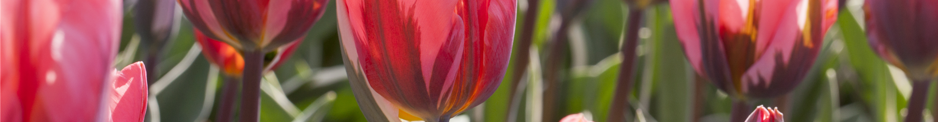 Tulipa
