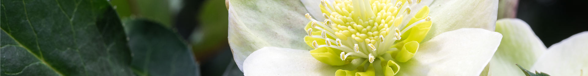 Helleborus x ericsmithii 'HGC Shooting Star'® Helleborus x ericsmithii 'HGC Shooting Star'®