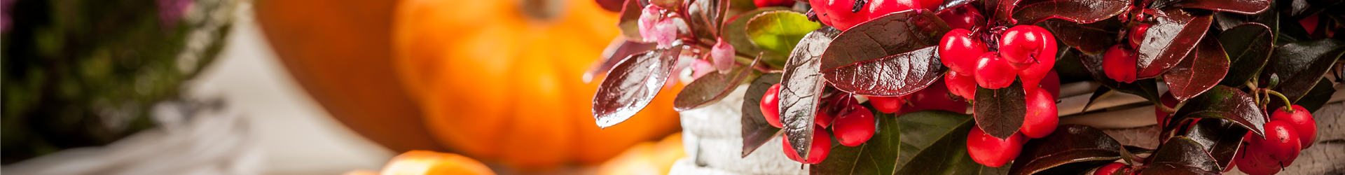 Gaultheria procumbens