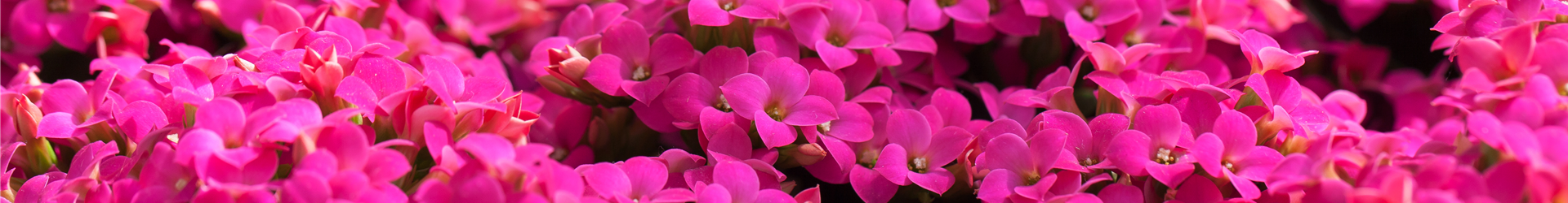 Kalanchoe blossfeldiana 'Poseidon' Kalanchoe blossfeldiana 'Poseidon'