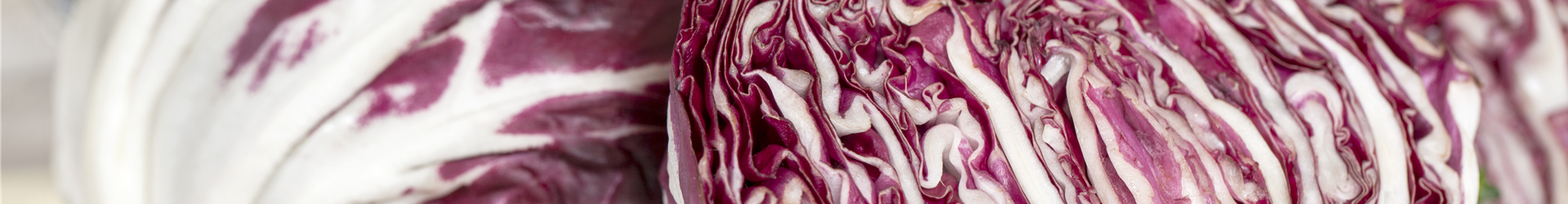 Cichorium intybus var. foliosum Cichorium intybus var. foliosum