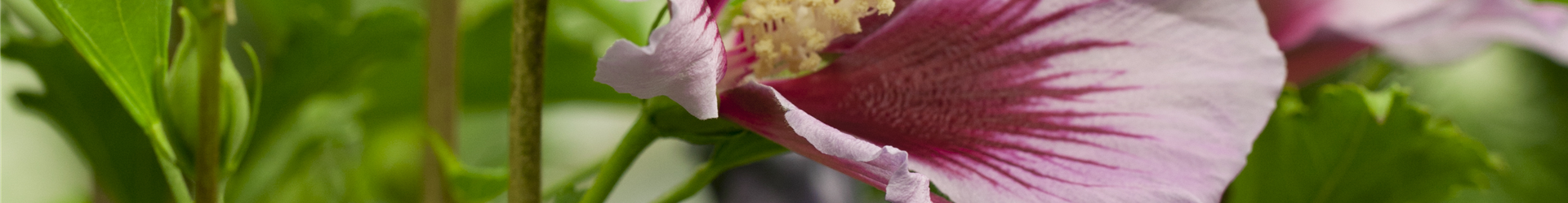 Hibiscus syriacus Hibiscus syriacus