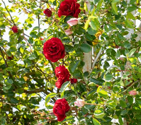 Veredelung von Rosen Veredelung von Rosen