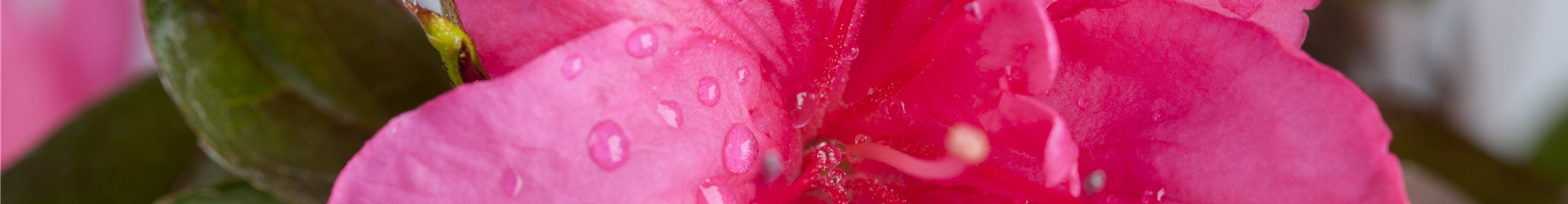Rhododendron simsii, pink