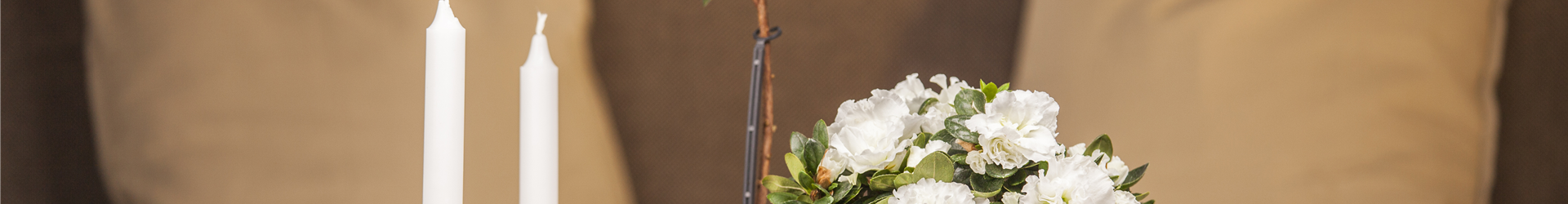 Rhododendron simsii, weiß