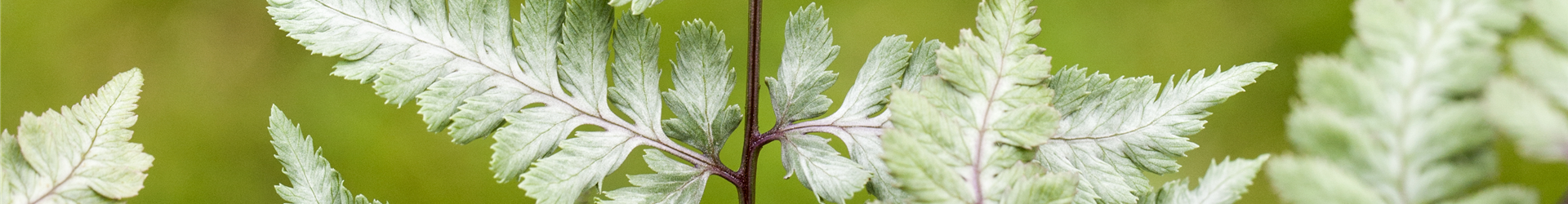 Athyrium niponicum var. pictum 'Silver Falls' Athyrium niponicum var. pictum 'Silver Falls'