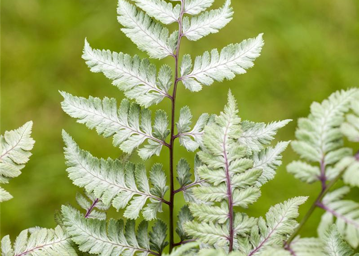 Keine Scheu vor Pflanzen im Badezimmer! Viele Gewächse fühlen sich hier superwohl.  Keine Scheu vor Pflanzen im Badezimmer! Viele Gewächse fühlen sich hier superwohl.