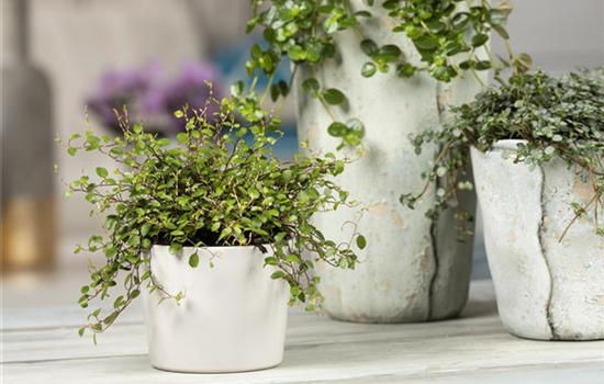 Mühlenbeckia - eine Zierde für drinnen und draußen Mühlenbeckia - eine Zierde für drinnen und draußen