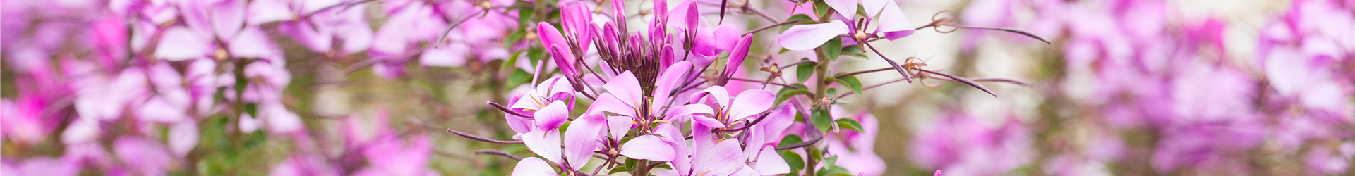 Cleome 'Señorita Rosalita'(s)