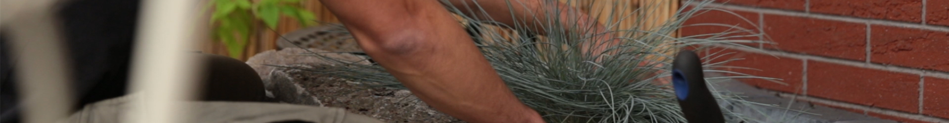 Blauschwingel - Einpflanzen in den Garten (thumbnail)0 Blauschwingel - Einpflanzen in den Garten (thumbnail)0