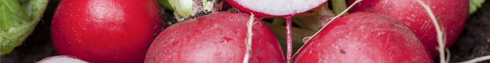 Raphanus sativus var. sativus