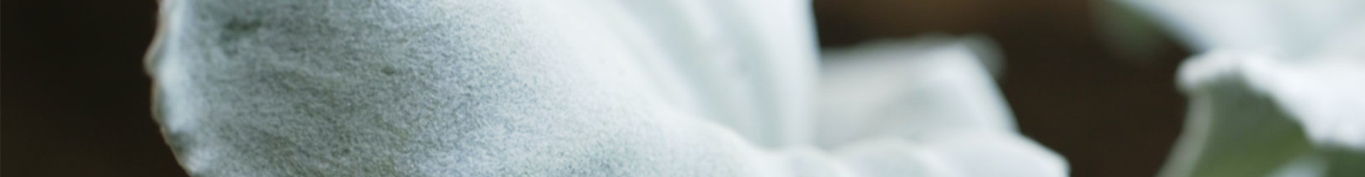 Silberblatt - Einpflanzen im Garten (thumbnail) Silberblatt - Einpflanzen im Garten (thumbnail)