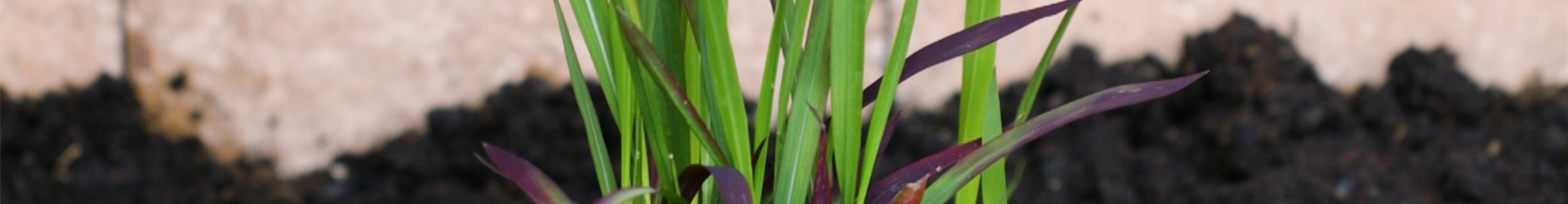 Japanisches Blutgras - Einpflanzen im Garten (thumbnail)