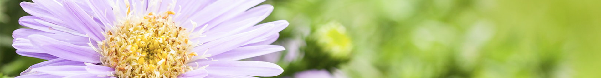 Astern - Einpflanzen im Garten (Thumbnail) Astern - Einpflanzen im Garten (Thumbnail)