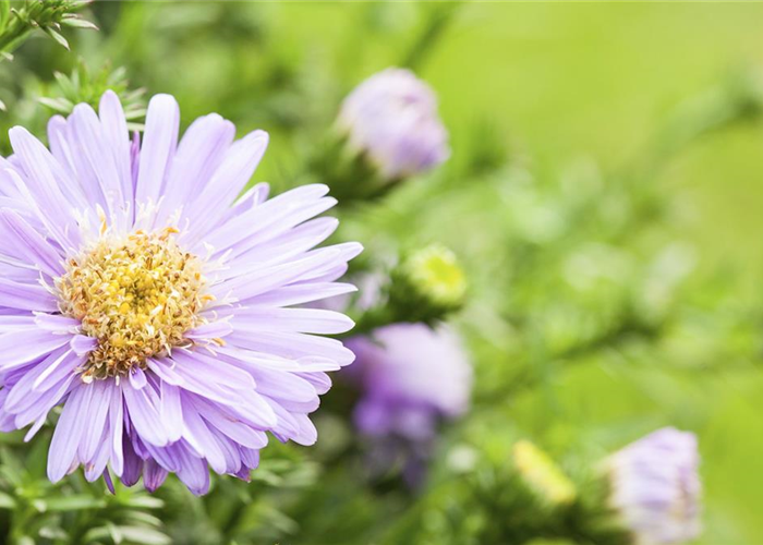 Astern - Einpflanzen im Garten Astern - Einpflanzen im Garten