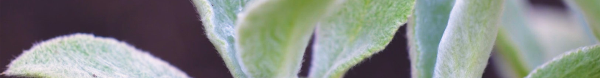 Woll-Ziest - Einpflanzen im Garten (thumbnail) Woll-Ziest - Einpflanzen im Garten (thumbnail)