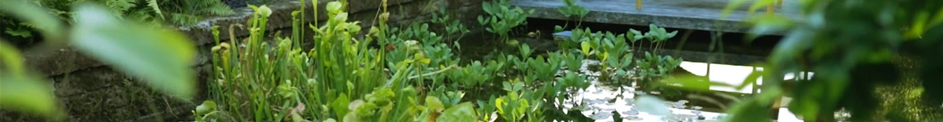 Gartengestaltung- Waldgarten (Thumbnail) Gartengestaltung- Waldgarten (Thumbnail)