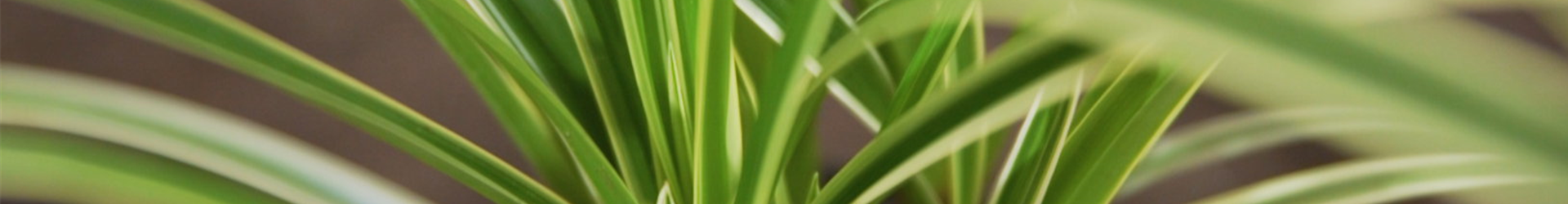 Japansegge - Einpflanzen im Garten Japansegge - Einpflanzen im Garten