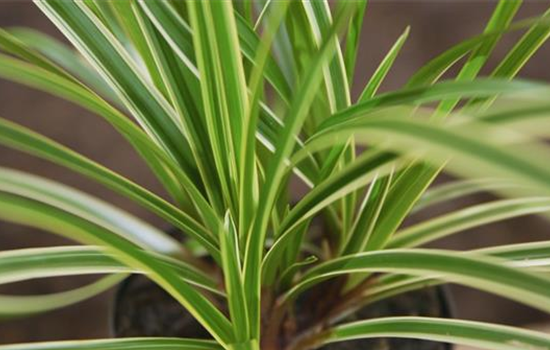 Japansegge - Einpflanzen im Garten Japansegge - Einpflanzen im Garten