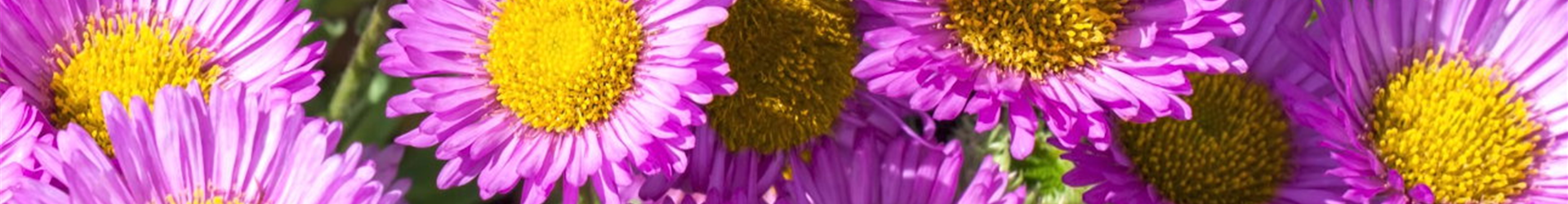 Feinstrahl - Einpflanzen im Garten (Thumbnail) Feinstrahl - Einpflanzen im Garten (Thumbnail)