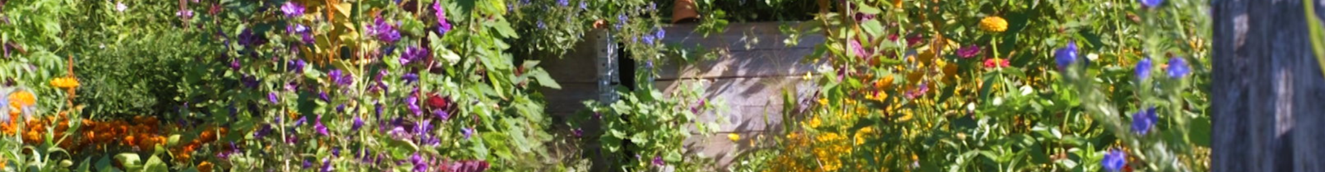 Gartengestaltung - Bauerngarten (Thumbnail) Gartengestaltung - Bauerngarten (Thumbnail)