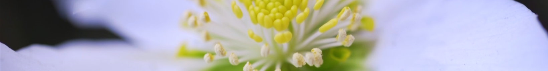 Christrose - Einpflanzen im Garten (thumbnail2) Christrose - Einpflanzen im Garten (thumbnail2)