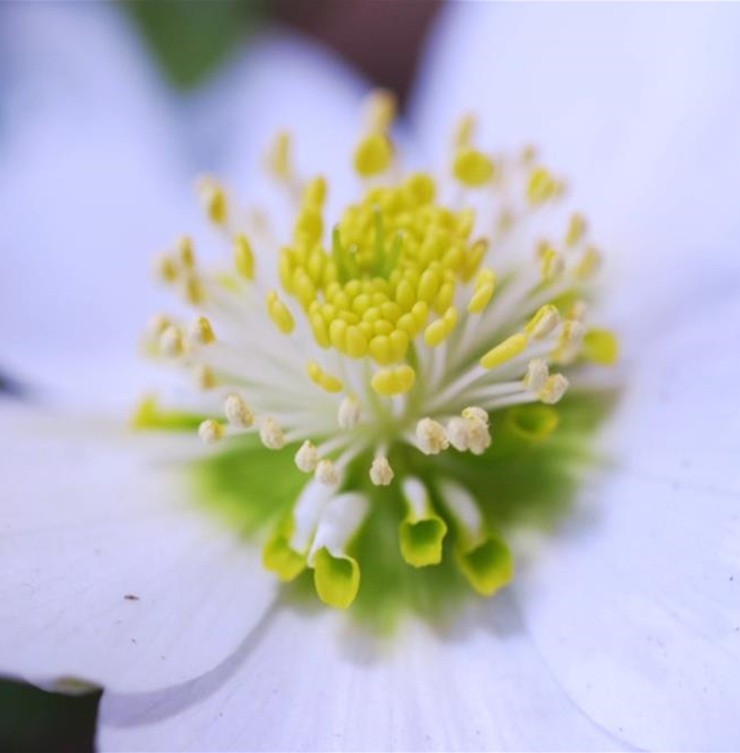 Christrose - Einpflanzen im Garten Christrose - Einpflanzen im Garten