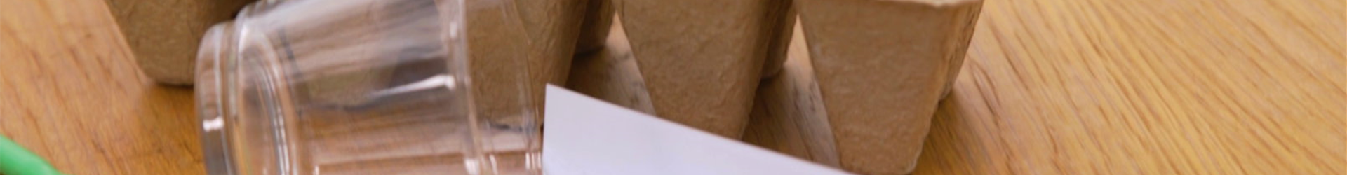 Aubergine - Aussaat (Thumbnail)