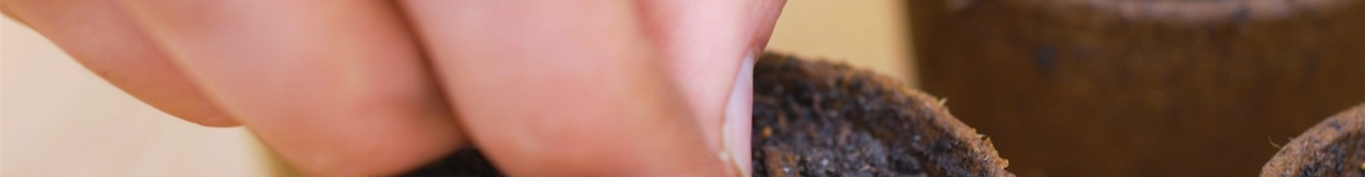 Zucchini - Aussaat (Thumbnail2)