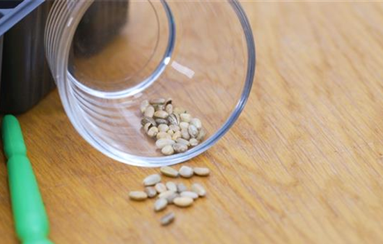 Artischocke - Aussaat