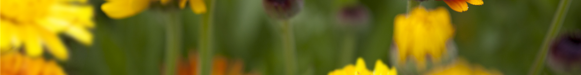 Calendula officinalis
