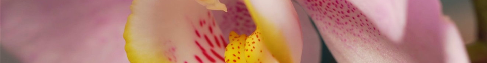 Zimmerpflanzenportrait Orchidee (Thumbnail)