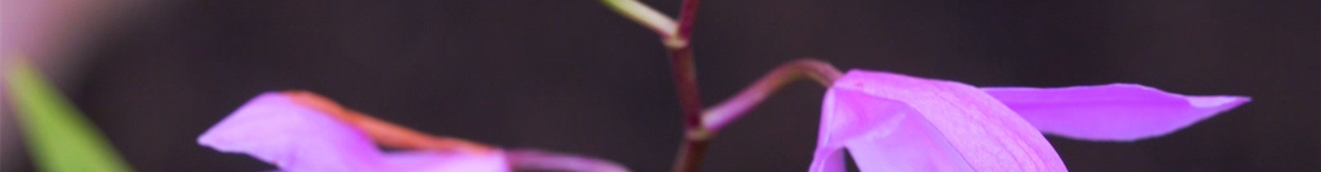 China Orchidee- Einpflanzen im Garten (Thumbnail)