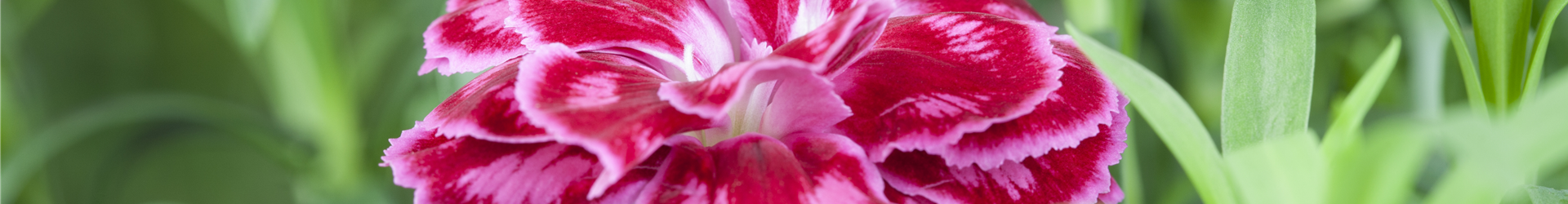 Dianthus caryophyllus