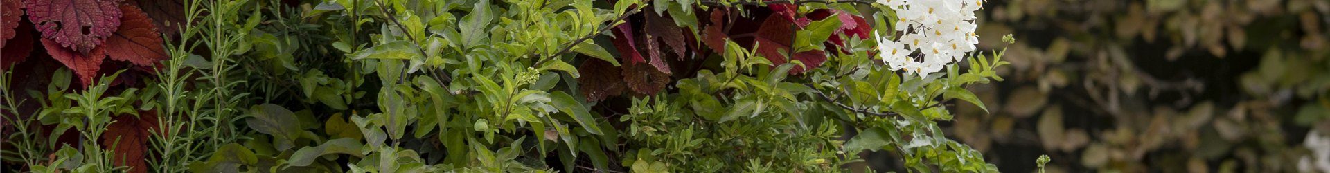 Laternen im Garten Laternen im Garten