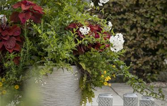 Kübel winterfest machen Kübel winterfest machen