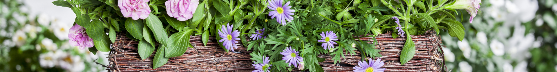 Osteospermum