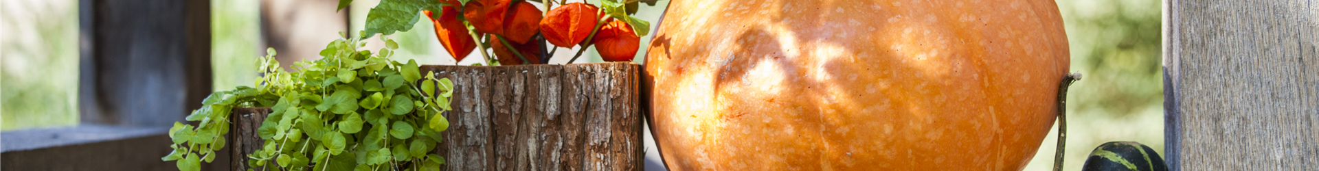 Cucurbita maxima Cucurbita maxima